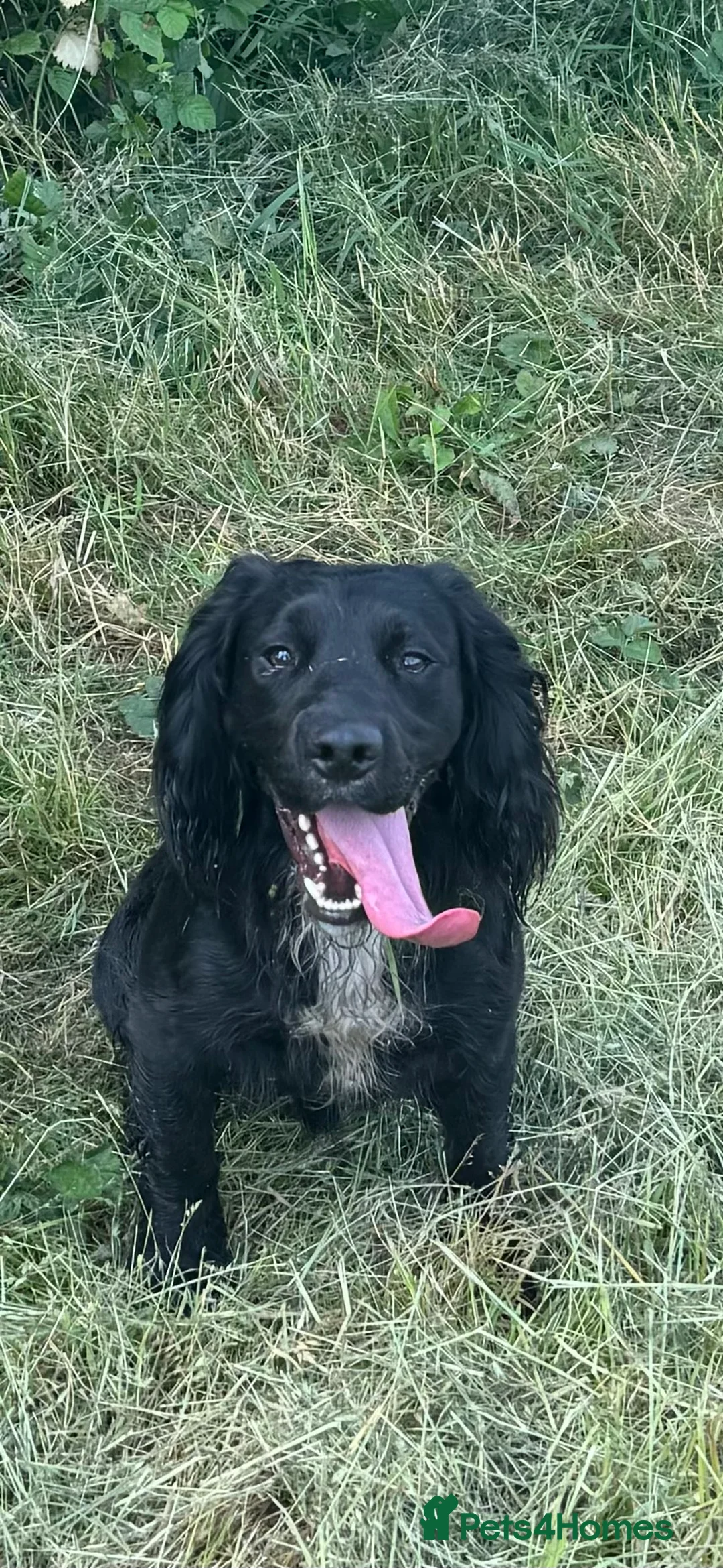 Cocker Spaniel dogs for stud: Working Cocker Spaniel available for Stud  in Chelmsford - Advert 5