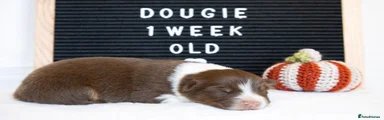 Dougie