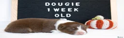 Australian Shepherd dogs for sale: KC registered Australian shepherd  - Advert 20