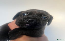 Cockapoo dogs for sale: Adorable cockapoo cross reduced last 2  - Image 6