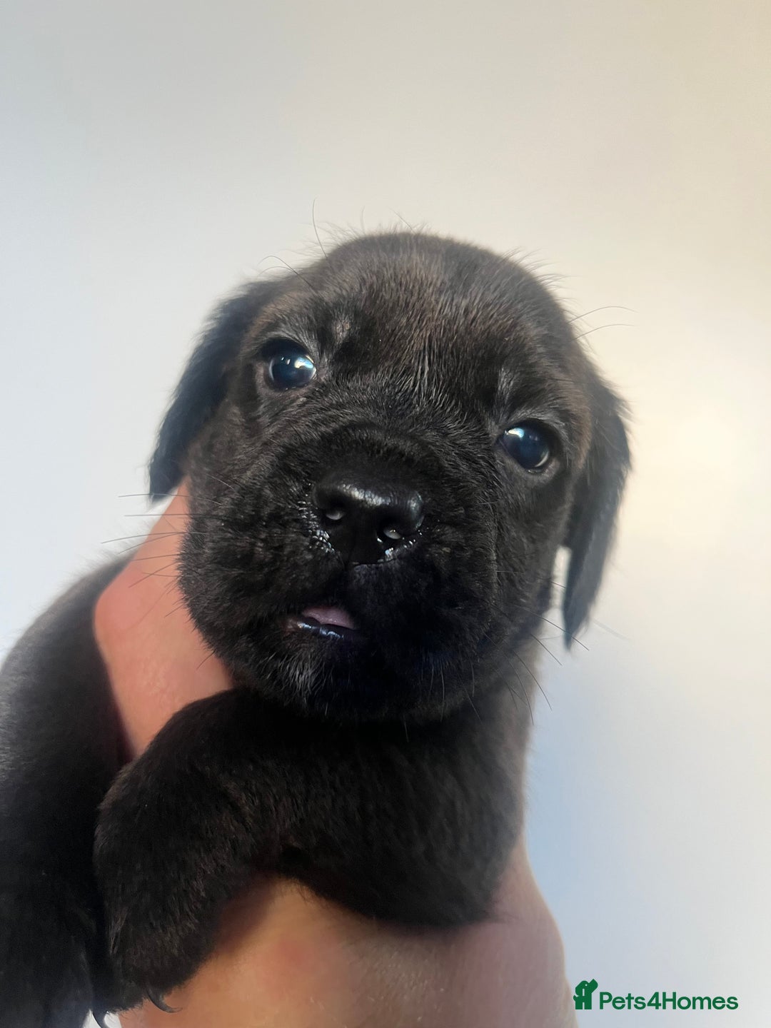 Cockapoo dogs for sale: Adorable cockapoo cross reduced last 2  - Image 6