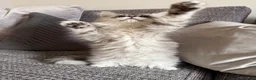 Mixed Breed cats for sale: Stunning Long Haired Chinchilla Ragdoll X Persian - Advert 22