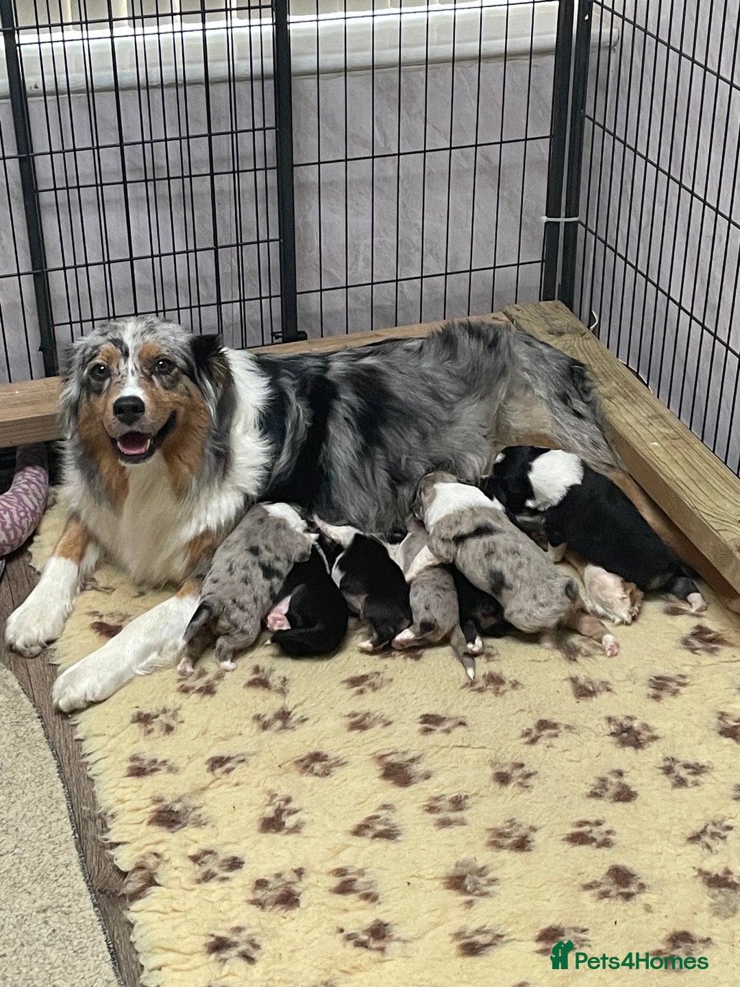 Australian Shepherd dogs for sale: Beautiful Aussie Puppies - Advert 3