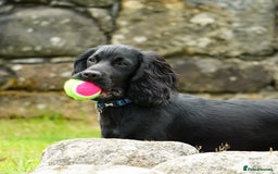 Cocker Spaniel dogs for stud: Proven Gorgeous cocker spaniel for stud  in Ayr - Image 7
