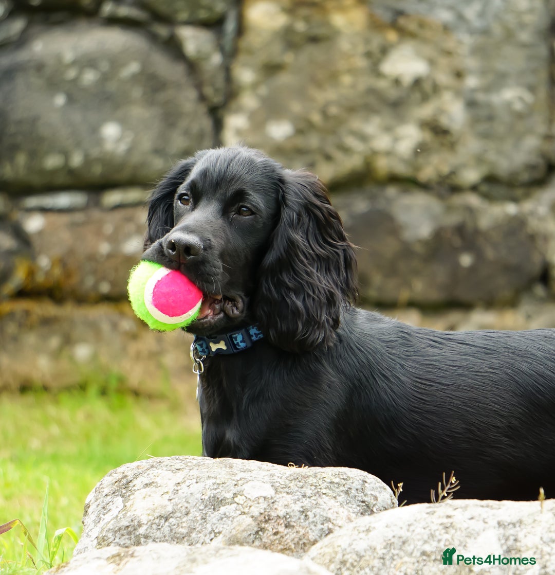 Cocker Spaniel dogs for stud: Proven Gorgeous cocker spaniel for stud  in Ayr - Image 7