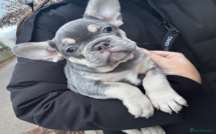 French Bulldog dogs - Advert 14