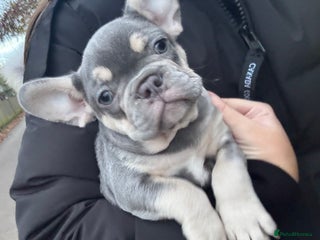 French Bulldog dogs - Advert 25