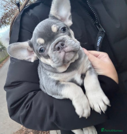 French Bulldog dogs - Advert 14