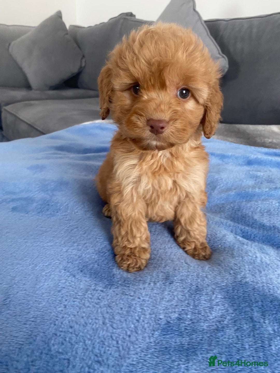 Cockapoo dogs for sale: F1 Cockapoos  - Image 4