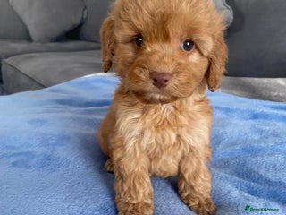 Cockapoo dogs - Advert 9