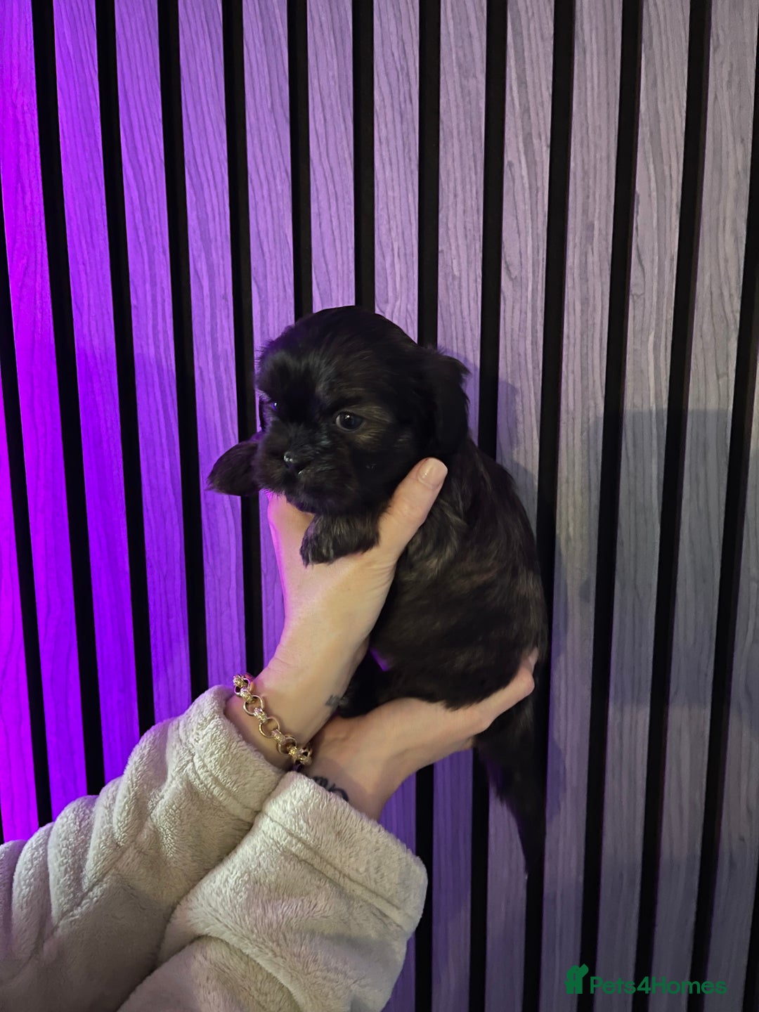 Mixed Breed dogs for sale: Beautiful Shih Tzu X Maltese pups  - Advert 7