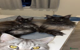 Maine Coon cats for sale: Beautiful little girl  - Image 2