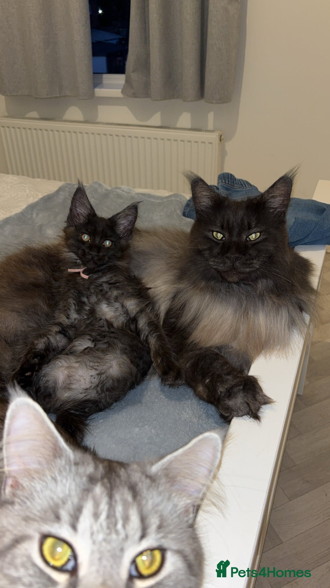 Maine Coon cats for sale: Beautiful little girl  - Image 2