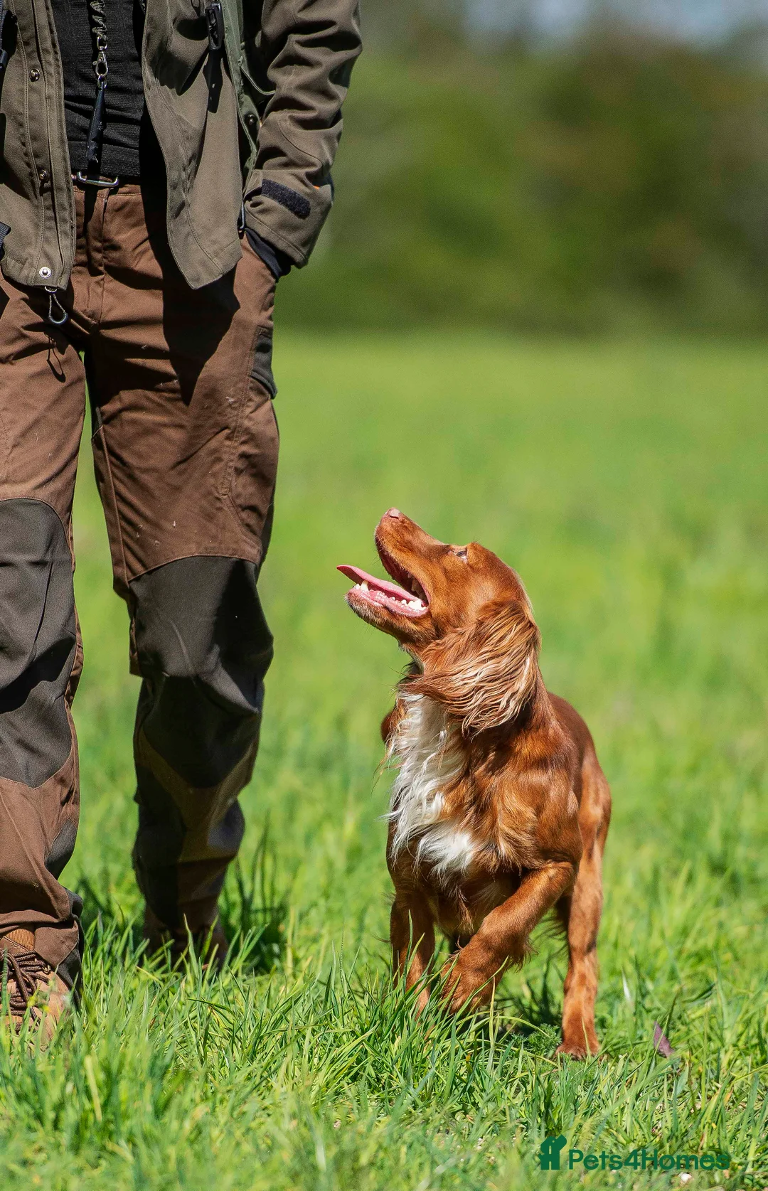Cocker Spaniel dogs for stud: FTCH Howesyke Regal - Working Cocker in Orpington - Advert 2