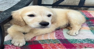 Golden Retriever dogs KC health checked outstanding temperaments  - Advert 10