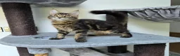 Maine Coon cats for sale: Maine Coon Kittens Fife Registered  - Advert 3