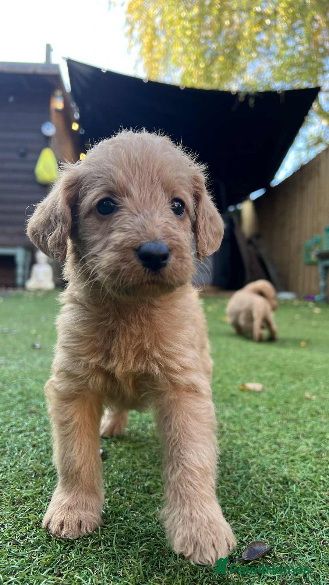 Labradoodle dogs for sale: Ready to go! gorgeous Teddy-Labradoodles - Advert 17