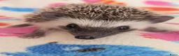 Pygmy Hedgehog rodents for sale: Stunning Hoglets Ready Now and to Reserve  in Romney Marsh - Advert 6