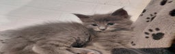Maine Coon cats for sale: Maine Coon kittens  - Advert 31