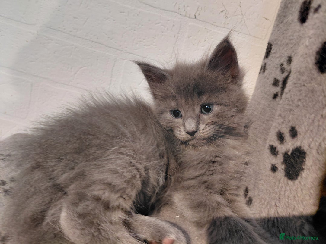 Maine Coon cats for sale: Maine Coon kittens  - Advert 31