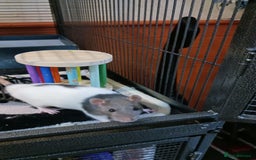 Rat rodents for sale: Cardiff: 2 lovely female rats for rehoming - Advert 2