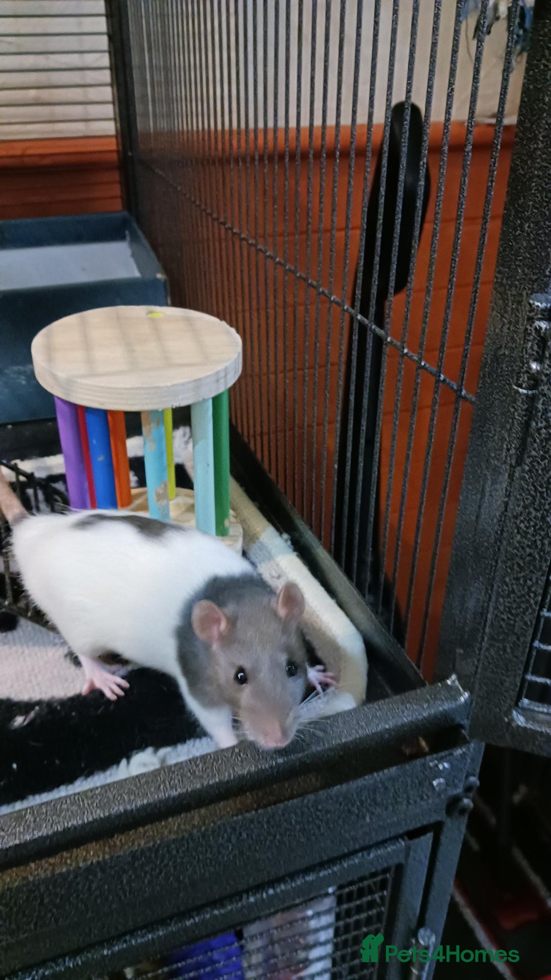 Rat rodents for sale: Cardiff: 2 lovely female rats for rehoming - Advert 2