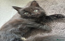 Mixed Breed cats for sale: 2 fluffy girls for sale - Image 4