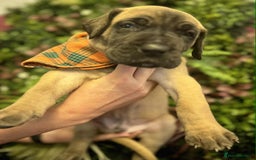 Great Dane dogs for sale: Fawn black mask - Image 7