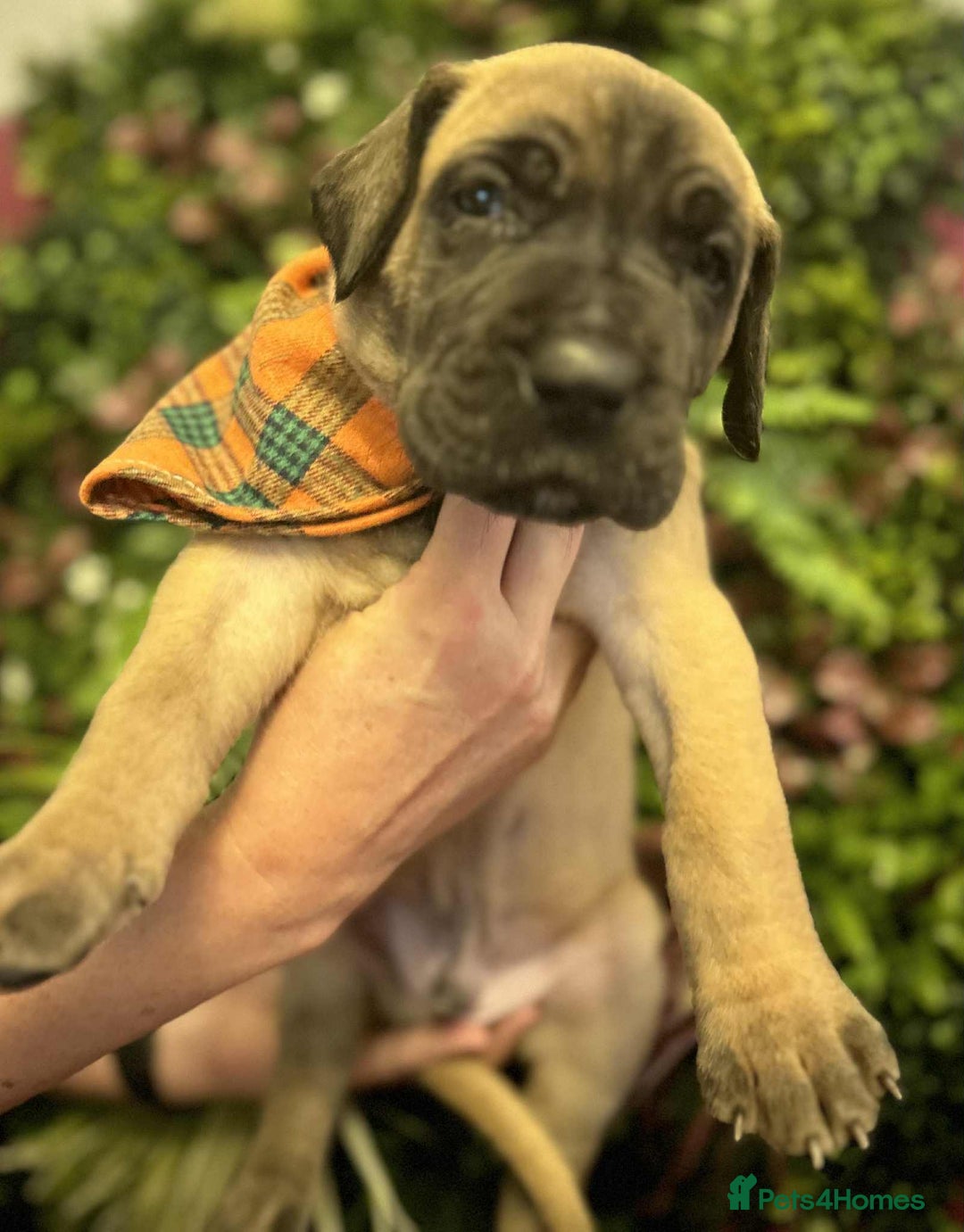 Great Dane dogs for sale: Fawn black mask - Image 7