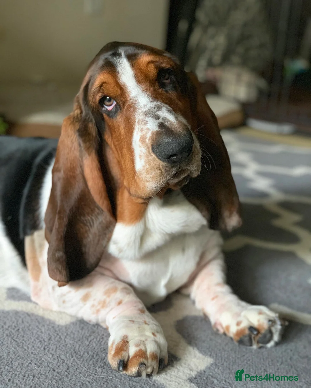 Basset Hound dogs for sale: Sweet Basset Hound Looking for a Loving Home - Advert 2