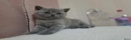 British Shorthair cats for sale: Girl  British blue - Advert 3
