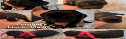 Labrador Retriever dogs for sale: Labrador puppies!  in Doncaster - Advert 5