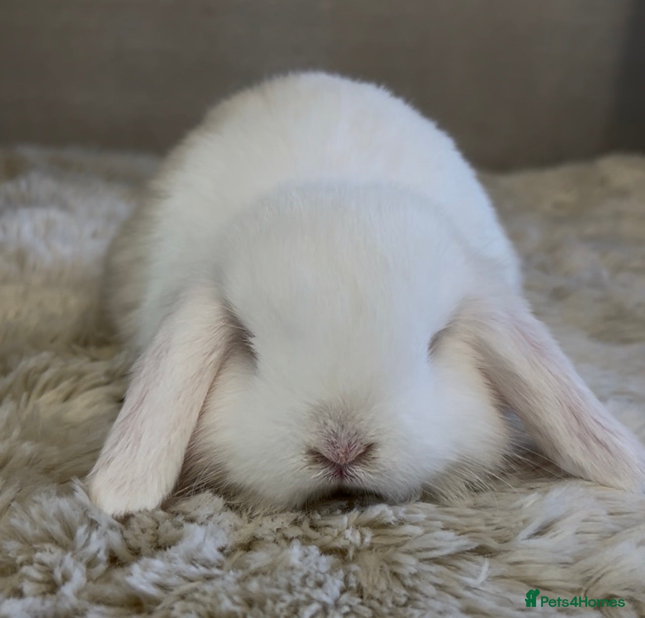 Mini Lop rabbits Gorgeous Mini Lop Babies looking for loving homes. - Advert 16