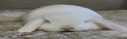 Mini Lop rabbits for sale: Gorgeous Mini Lop Babies looking for loving homes. - Advert 2