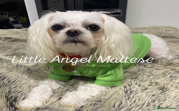 Maltese dogs in Waltham Cross - Advert 9