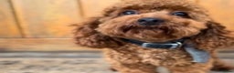 Toy Poodle dogs for stud: ONLY 3KG 9INCH Red DNA Tested Toy Poodle STUDS!! in Welshpool - Advert 13
