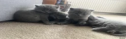 British Shorthair cats for sale: Four beautiful grey British shorthair kitten in Ingatestone - Advert 10