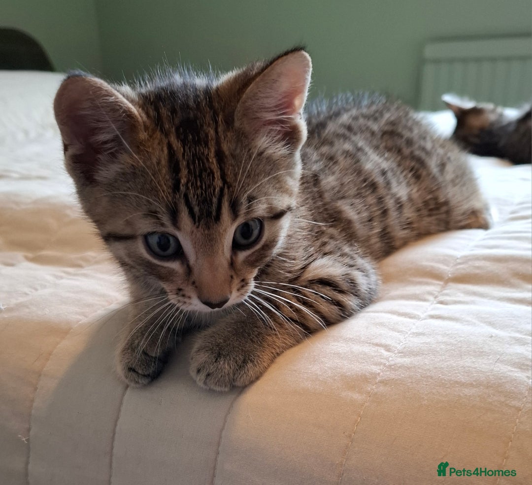 Bengal cats for sale: Bengal Cross Kittens - Image 4