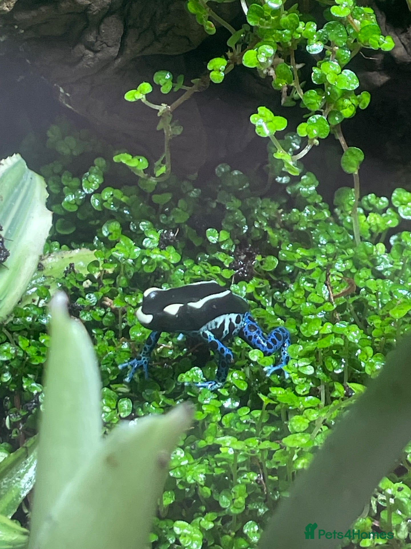 Frog reptiles Full Dart Frog Set Up With 1x Powder Blue - Advert 1