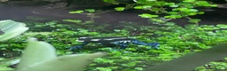 Frog reptiles for sale: Full Dart Frog Set Up With 1x Powder Blue in Newark - Advert 1