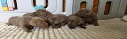 Labrador Retriever dogs for sale: 6 STUNNING KC SILVER LAB PUPPIES  - Advert 22