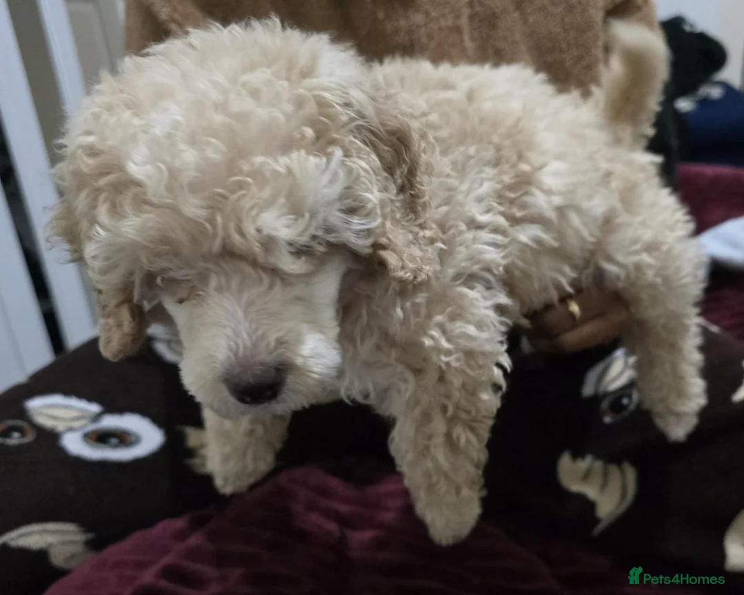 Miniature Poodle dogs for sale: Male miniature poodle 9wks old - Advert 4