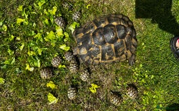 Tortoise reptiles for sale: Only 1 Babi left !! - Image 9