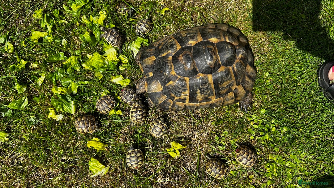 Tortoise reptiles for sale: Only 1 Babi left !! - Image 9