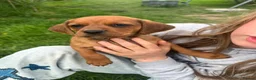 Mixed Breed dogs for sale: Mixed Breed Puppies  - Advert 7