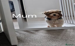 Biewer Terrier dogs for sale: Yorkshire Biewer Terriers one girl left!  - Image 2