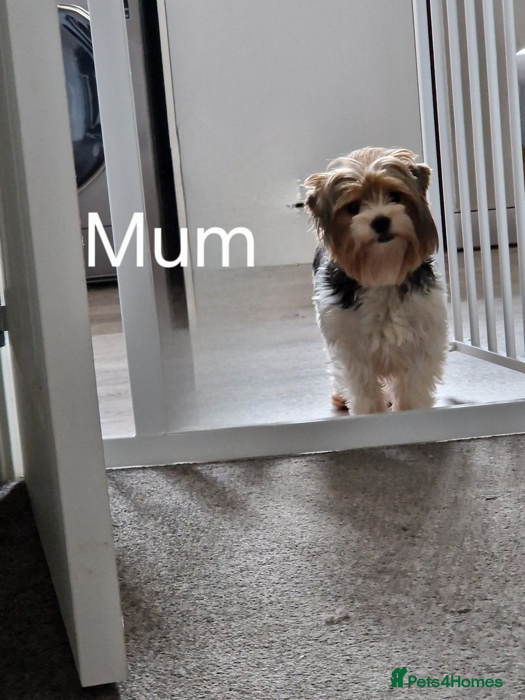 Biewer Terrier dogs for sale: Yorkshire Biewer Terriers one girl left!  - Image 2