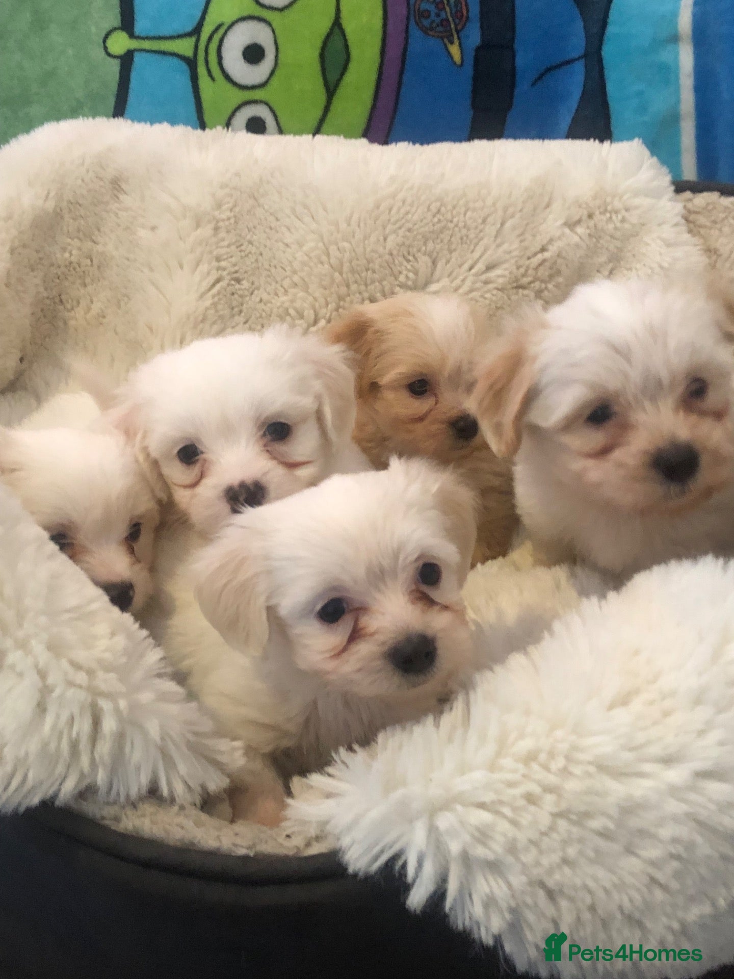 Mixed Breed dogs Adorabile Bichon puppies💕 - Advert 1