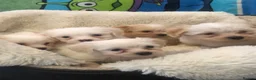 Mixed Breed dogs for sale: Adorabile Bichon puppies💕 - Advert 1
