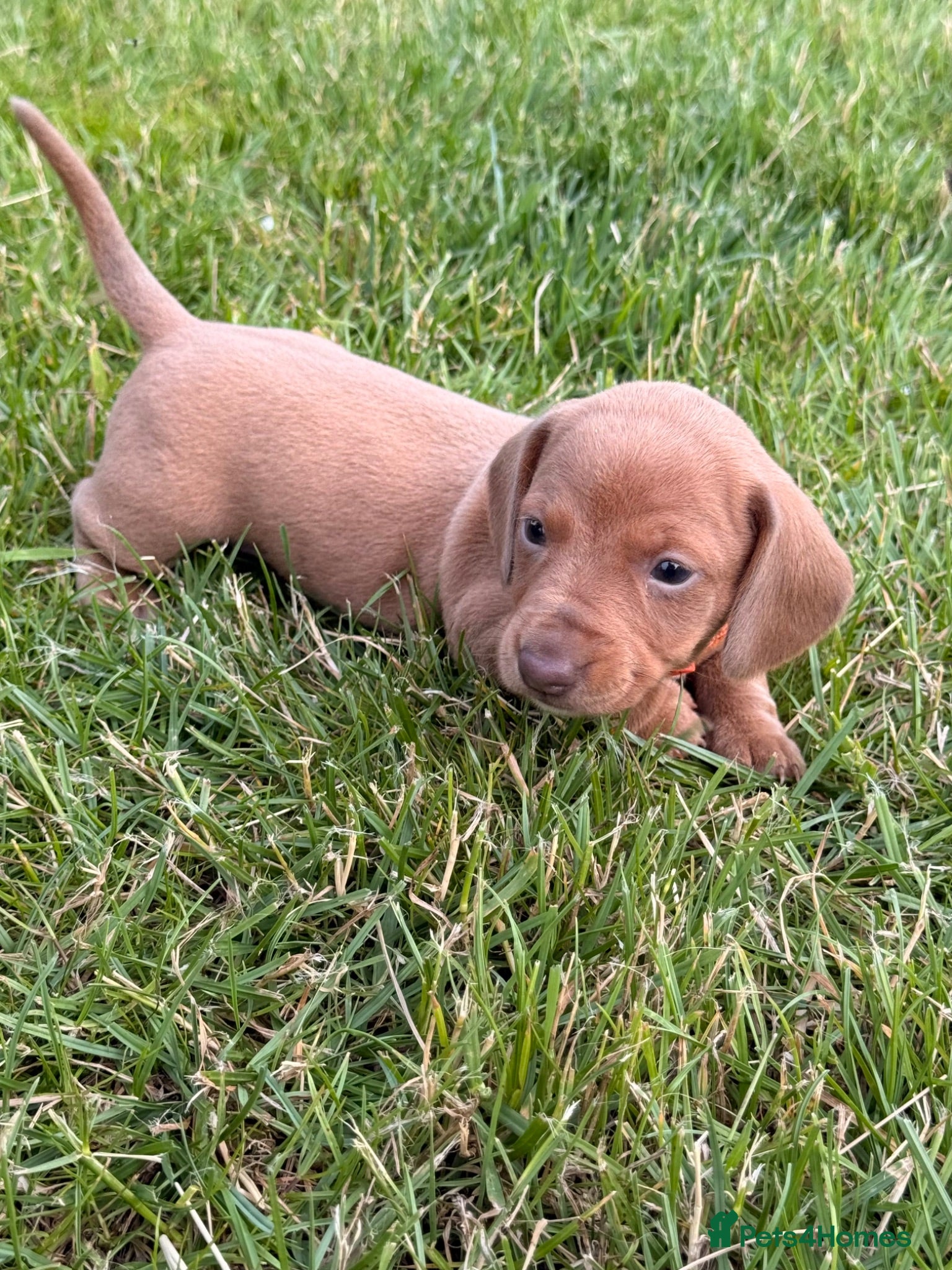 Miniature Dachshund dogs Beautiful miniature dachshund puppies available  - Advert 1